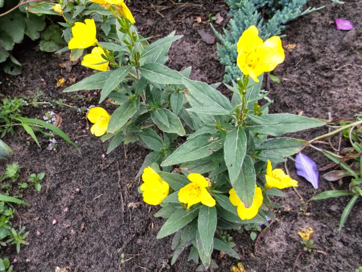 Лунник цветок желтый