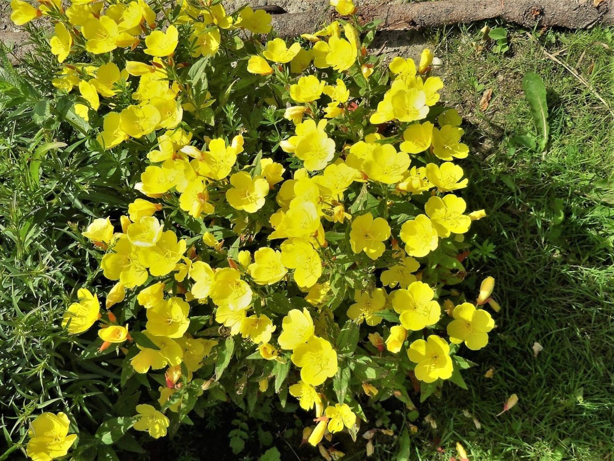 Энотера ночная