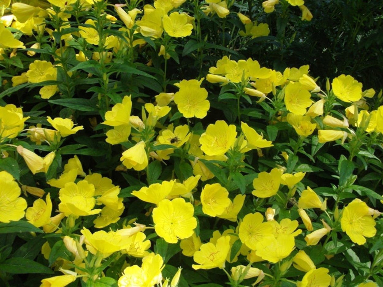 Лунник ночная свеча цветы