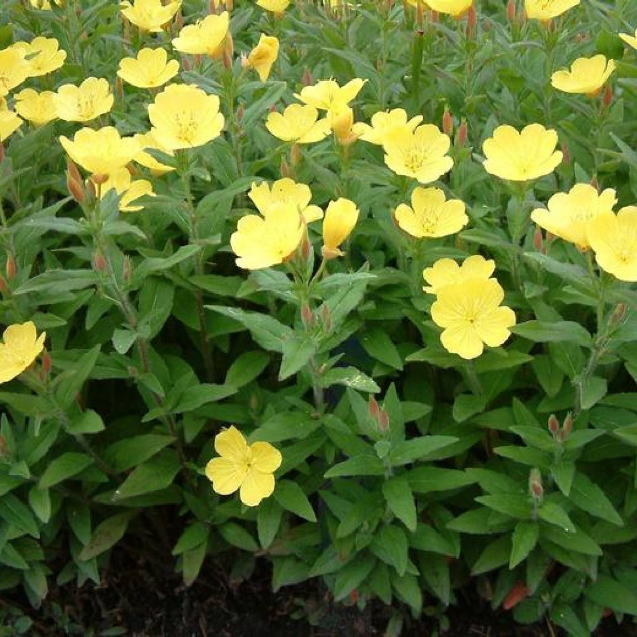 Энотера многолетняя