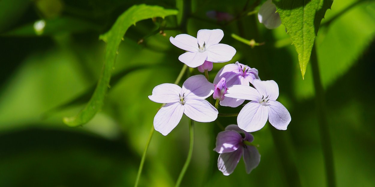 Лунный цветок желтый