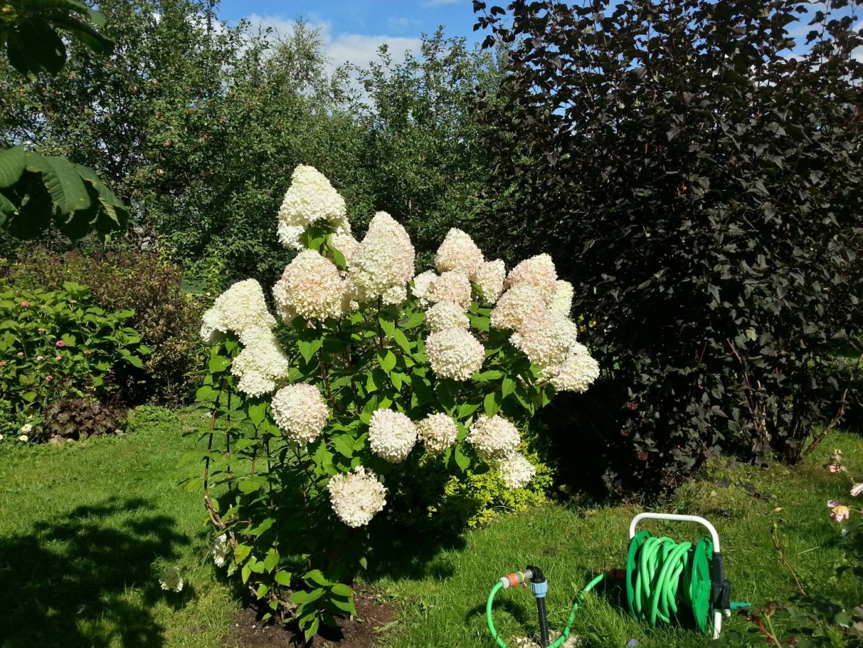 Лаймлайт гортензия метельчатая в ландшафтном