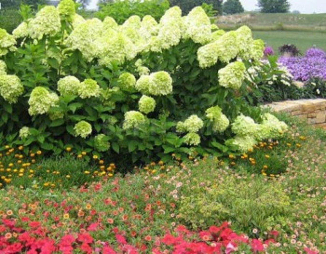 Гортензия древовидная Лаймлайт