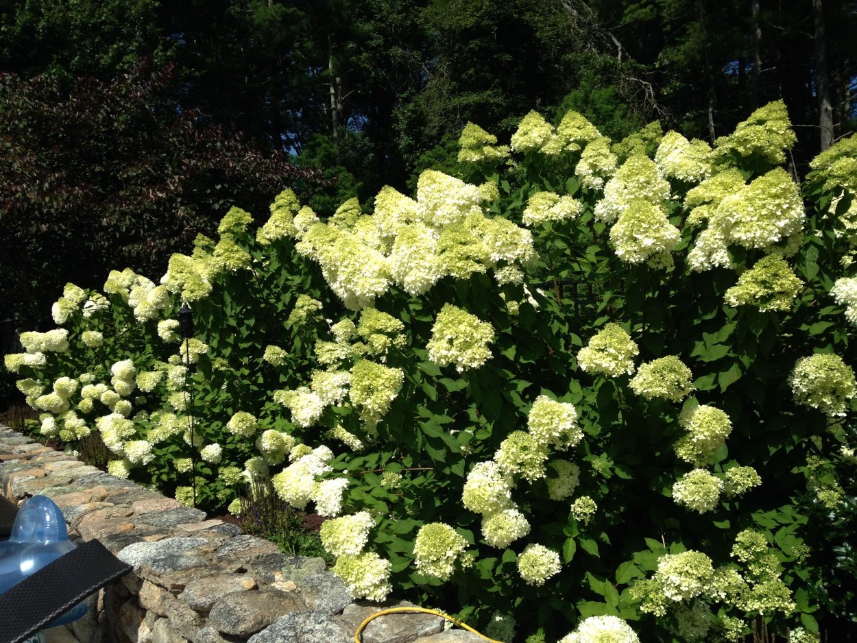 Гортензия метельчатая Лаймлайт