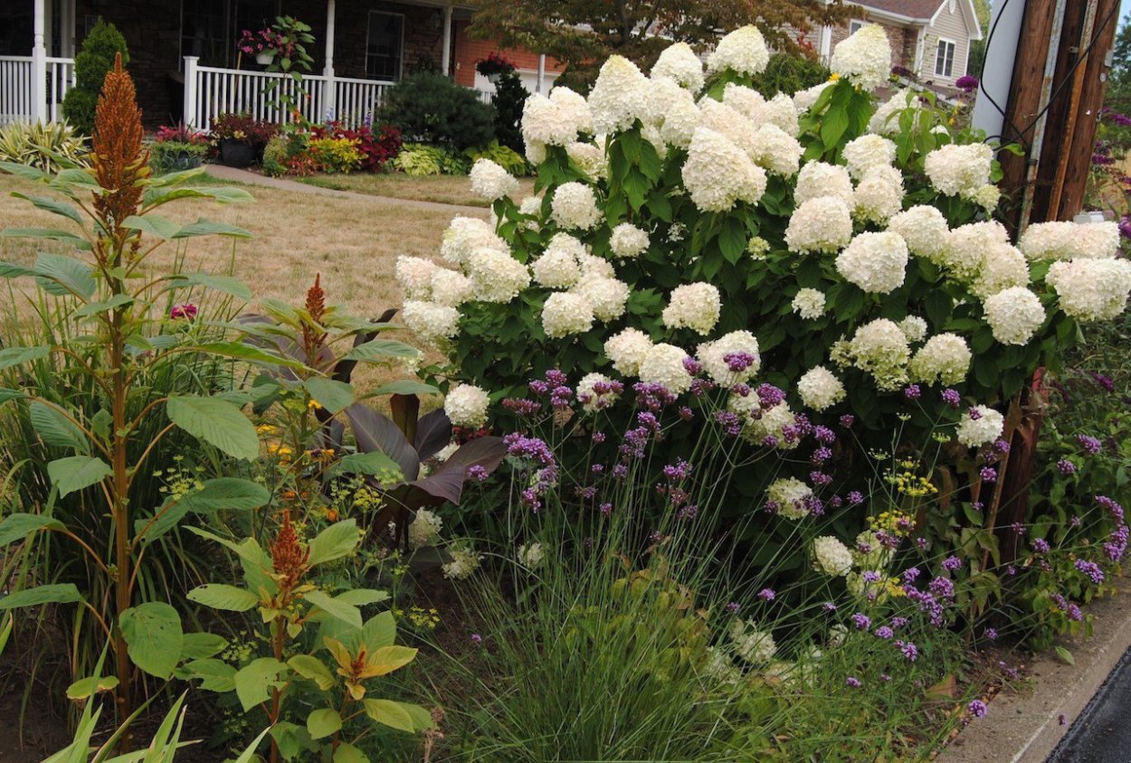 Гортензия метельчатая Лаймлайт