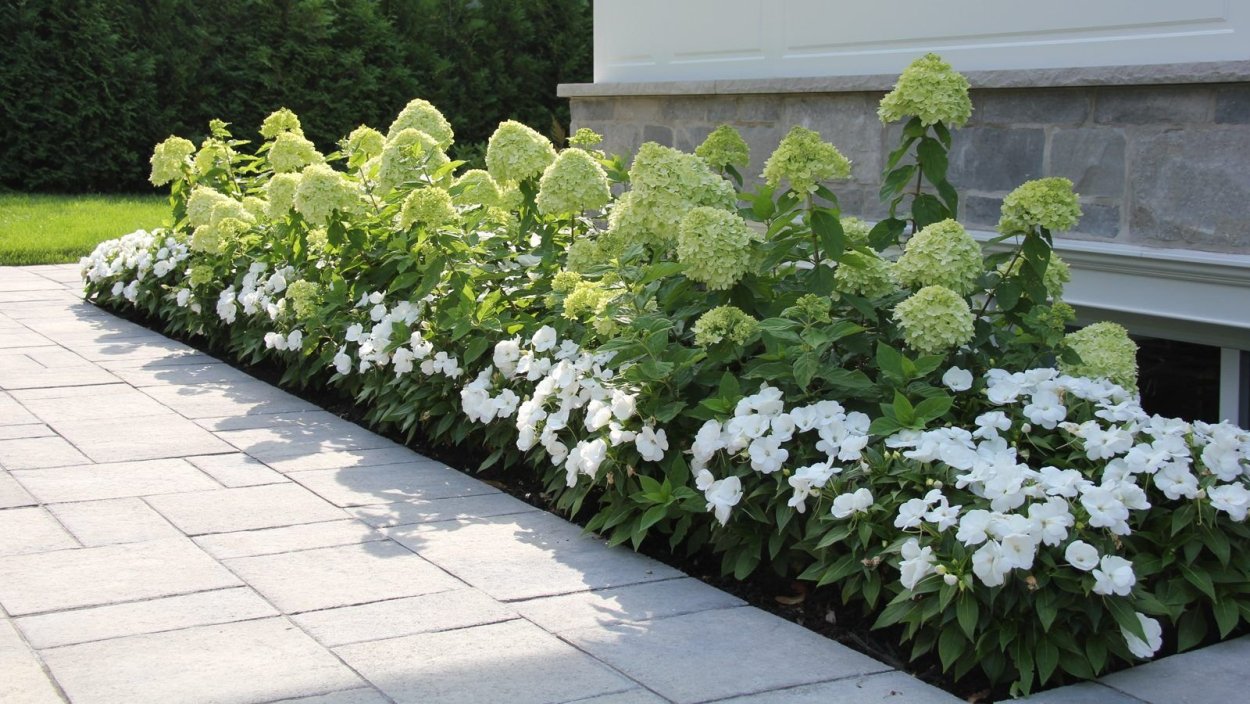 Гортензия метельчатая Гринлайт