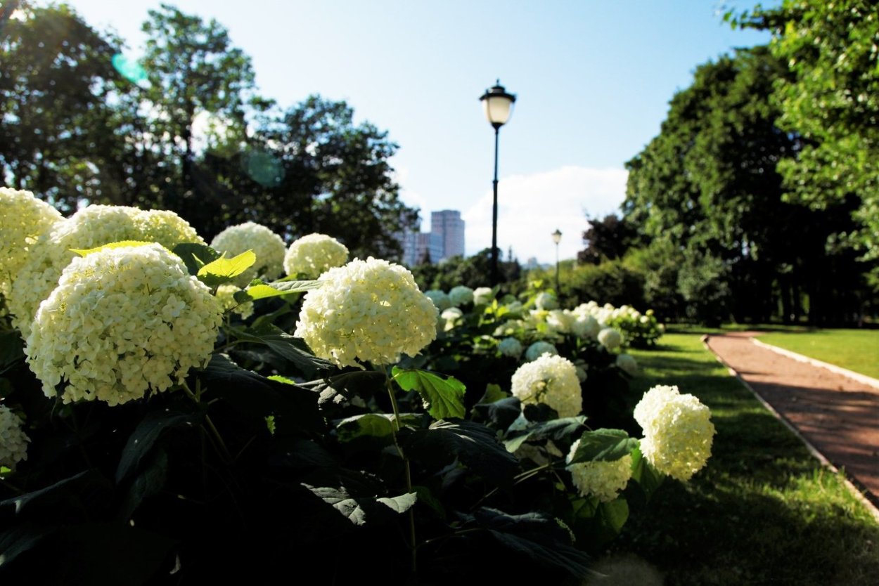 Гортензия Лаймлайт Киушу