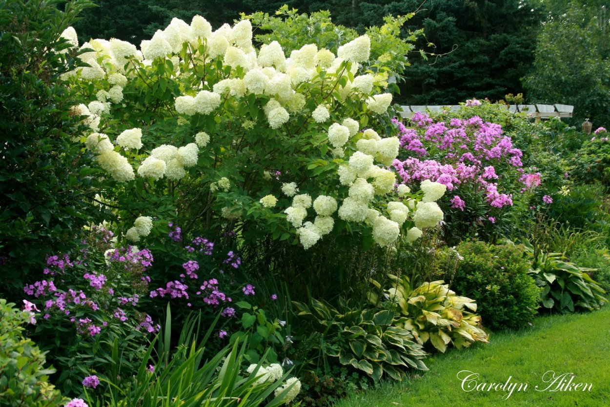 Hydrangea arborescens h40-60/22см