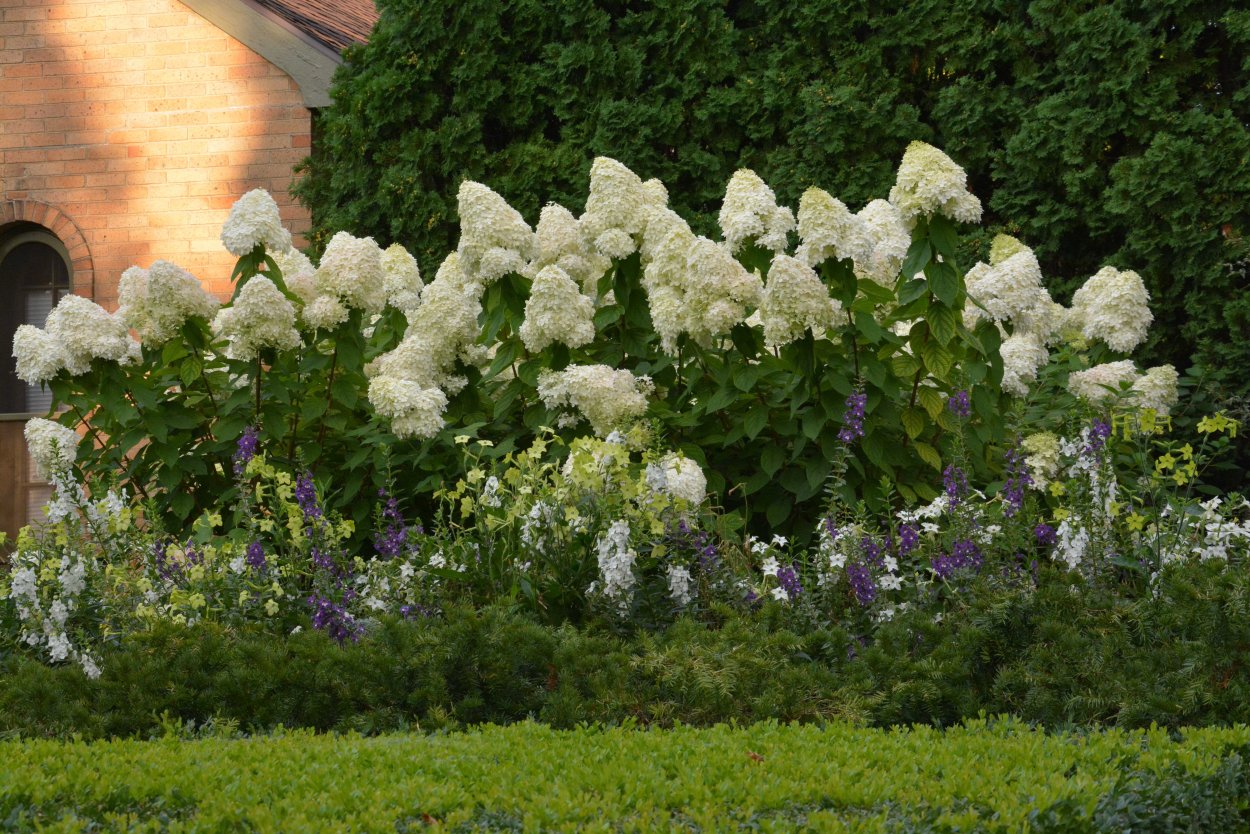 Гортензия Лаймлайт самшит