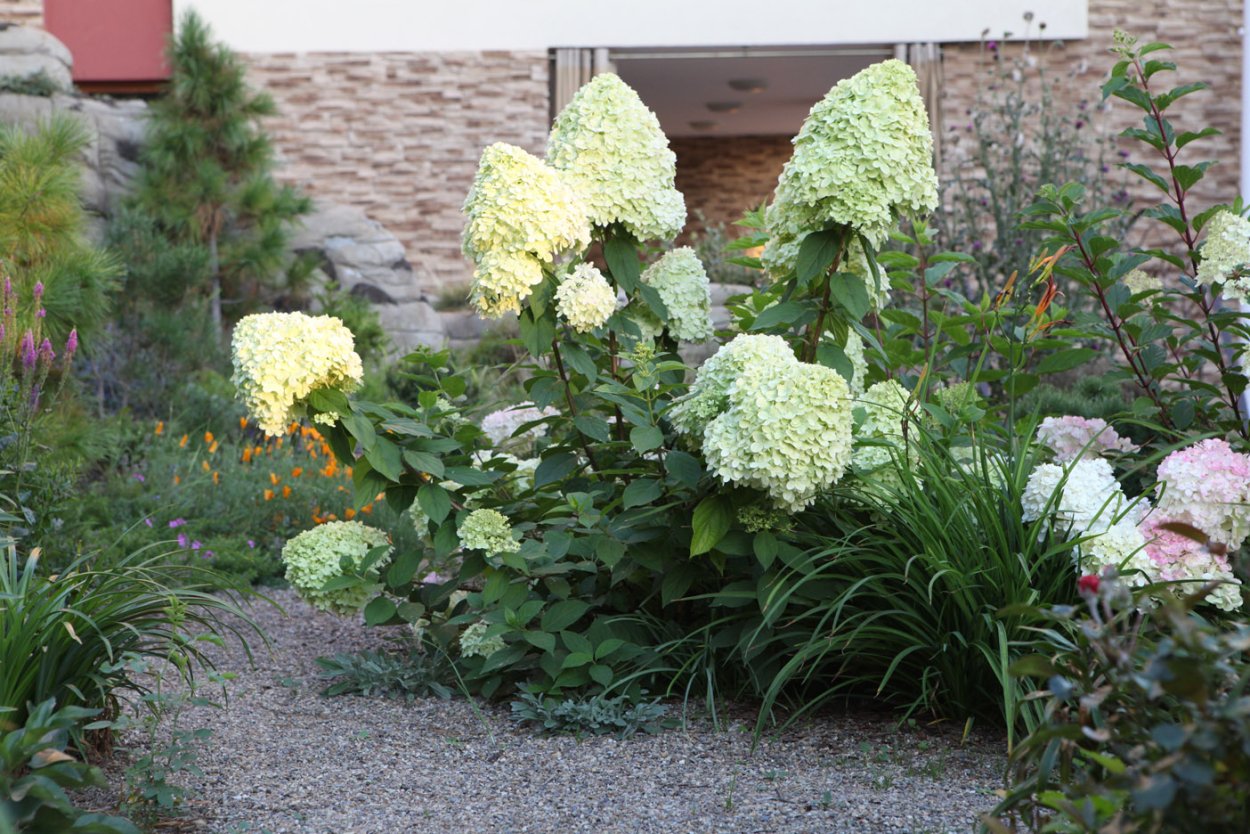 Гортензия Лаймлайт в саду