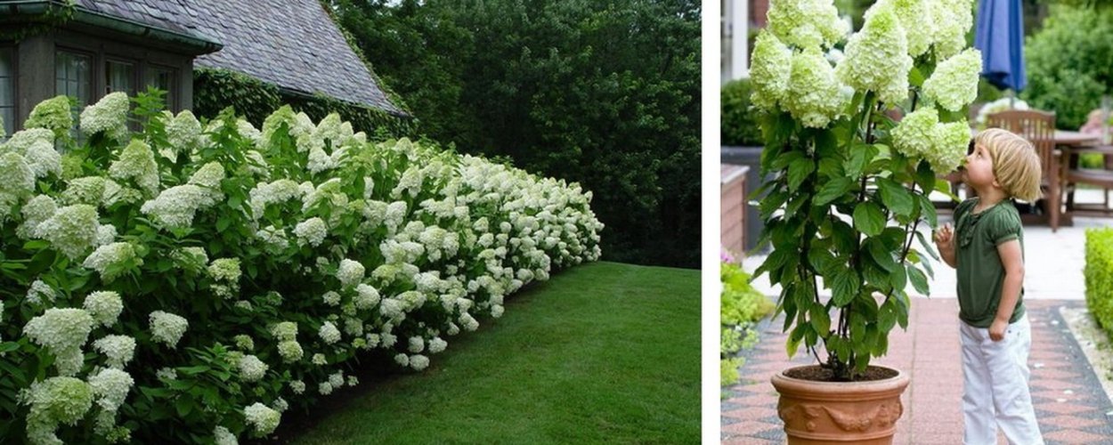 Гортензия сирень миксбордер