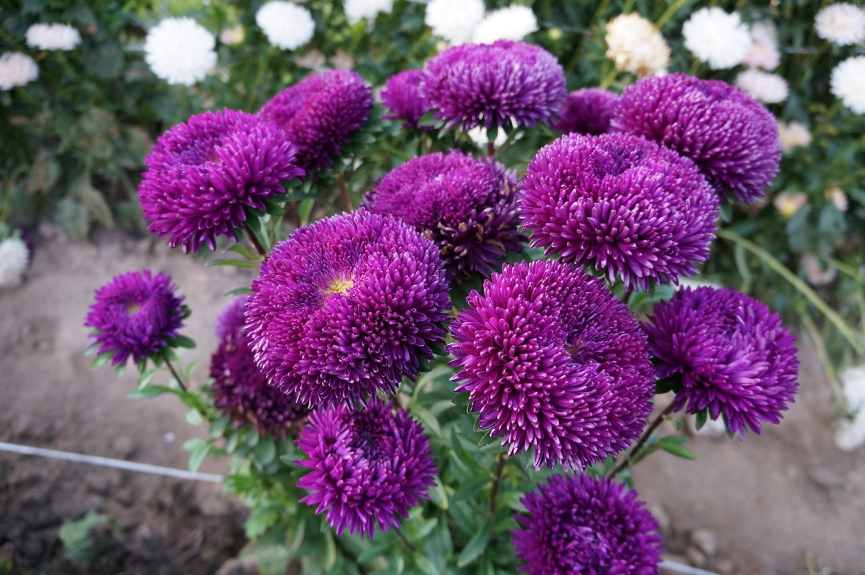 Астра кустарниковая Aster dumosus