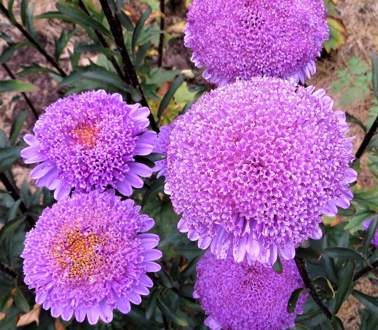 Астра многолетняя Дженни