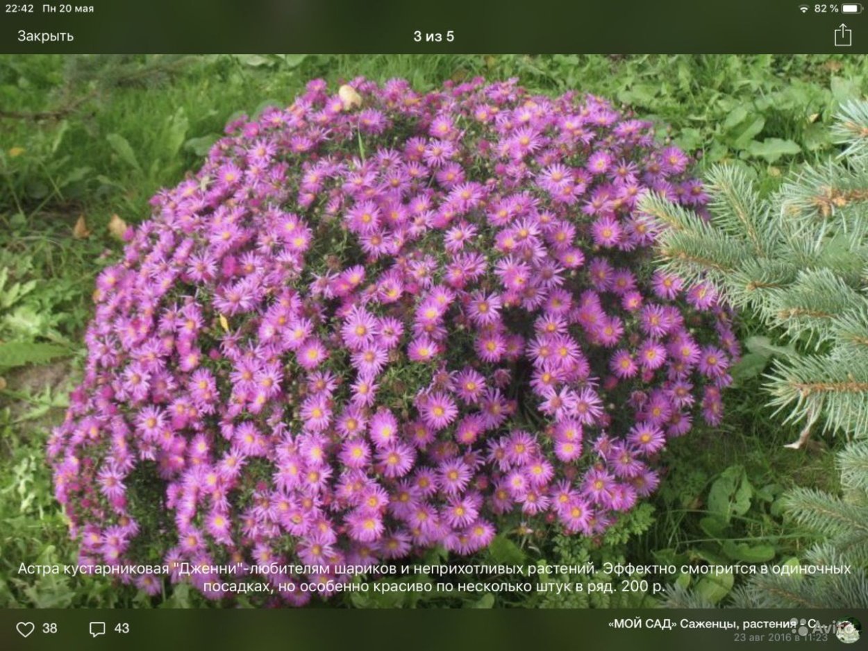 Астра шаровидная многолетняя