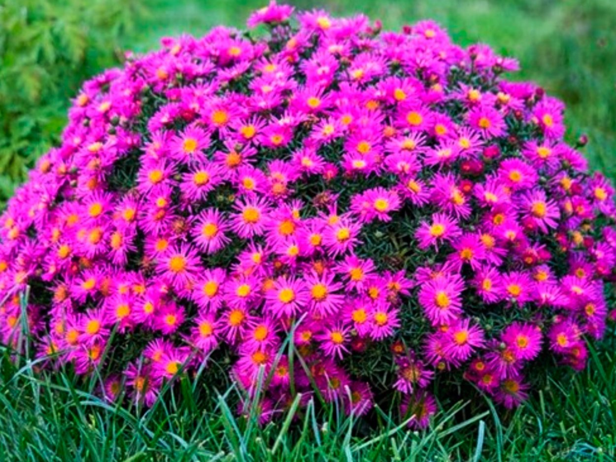 Астра многолетняя новобельгийская