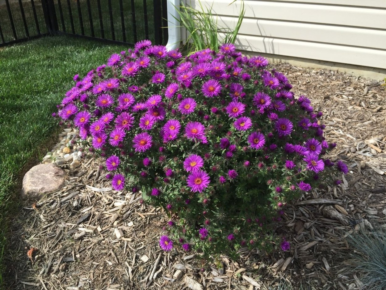 Астра кустарниковая Aster dumosus