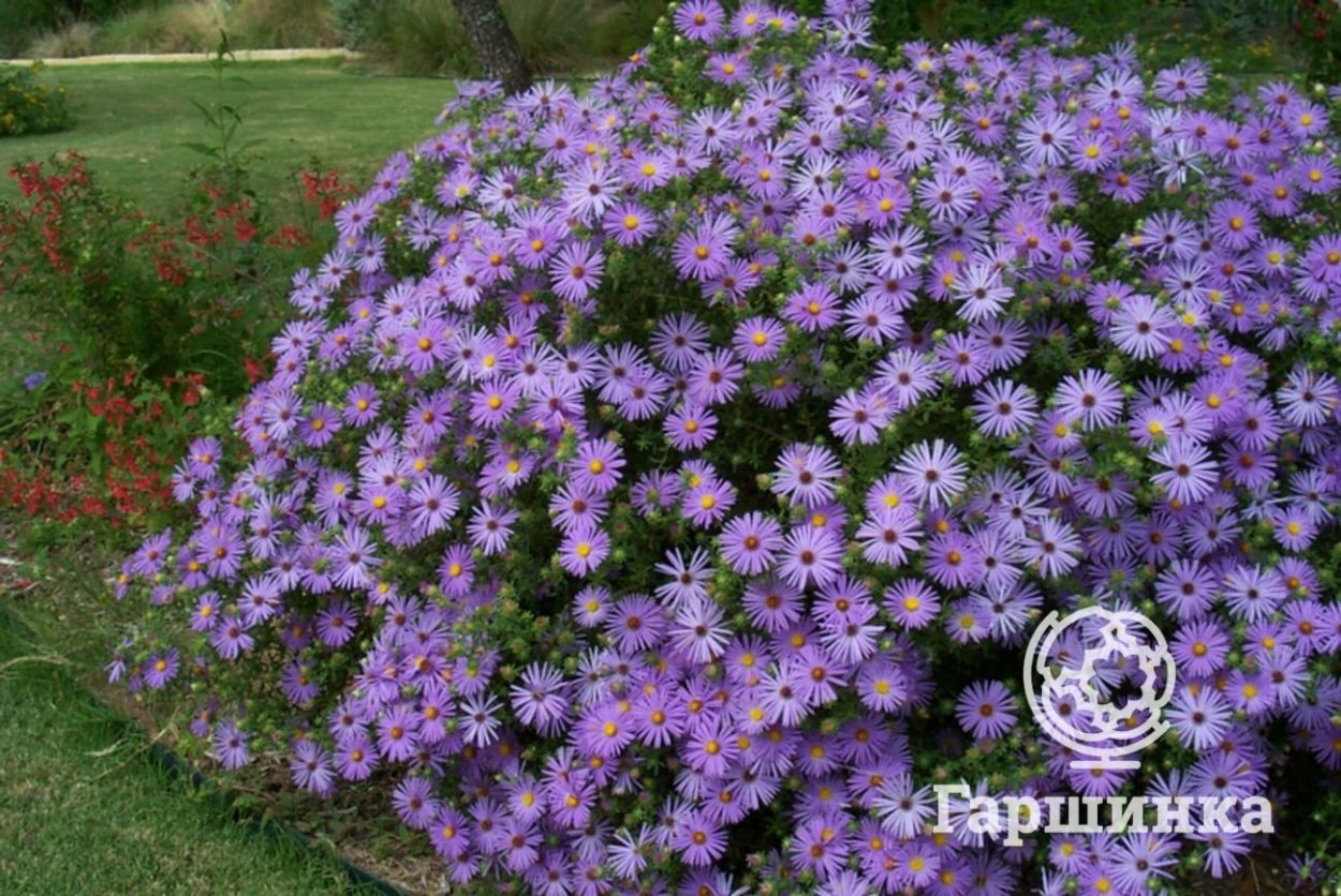 Астра новоанглийская Purple Dome