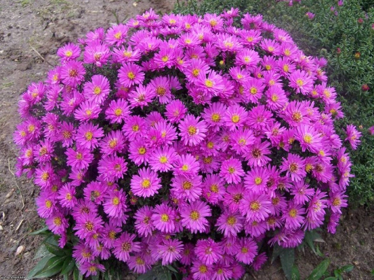 Хризантема корейская звезда Подмосковья