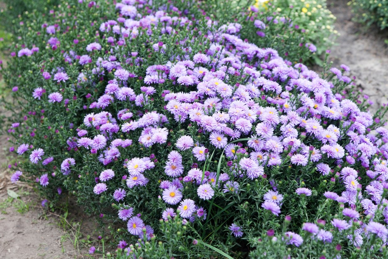 Астра многолетняя кустарниковая (Aster dumosus)