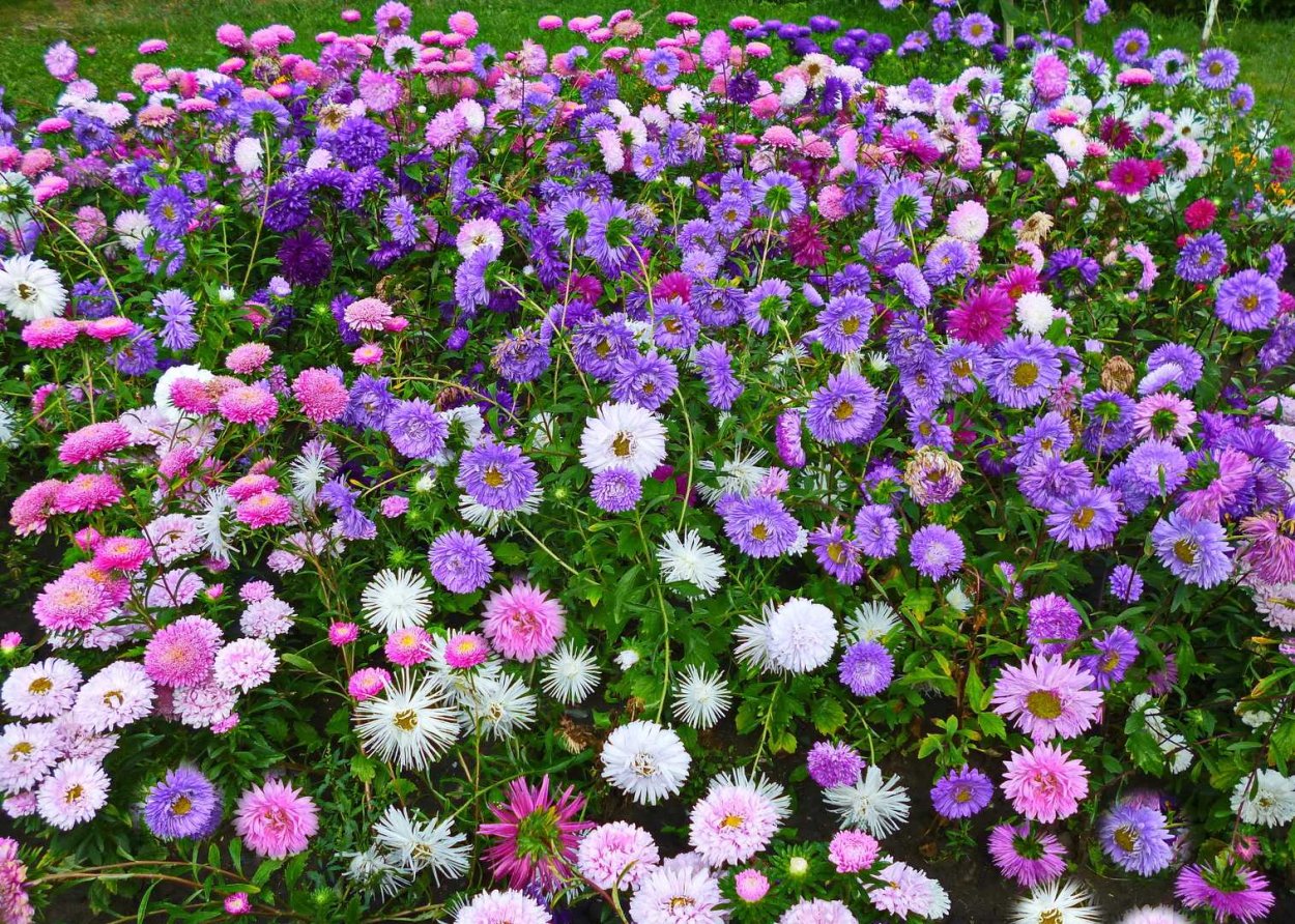 Новобельгийская Астра низкорослая