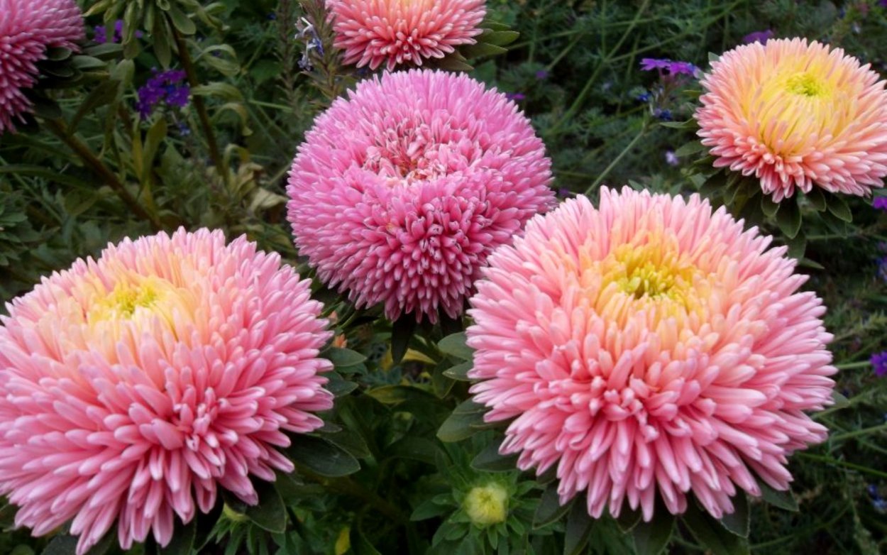 Астра кустарниковая новобельгийская