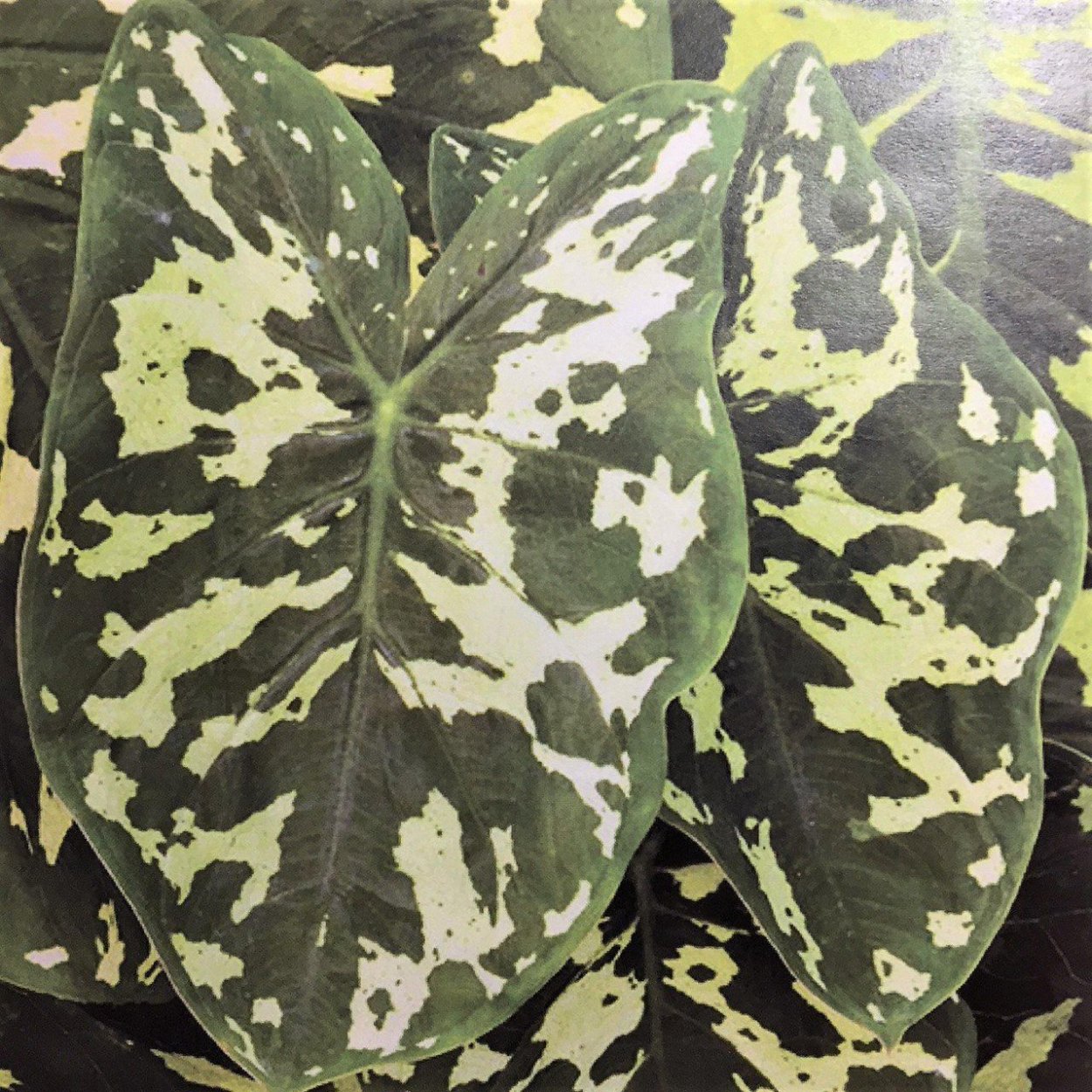 Алоказия пестрая