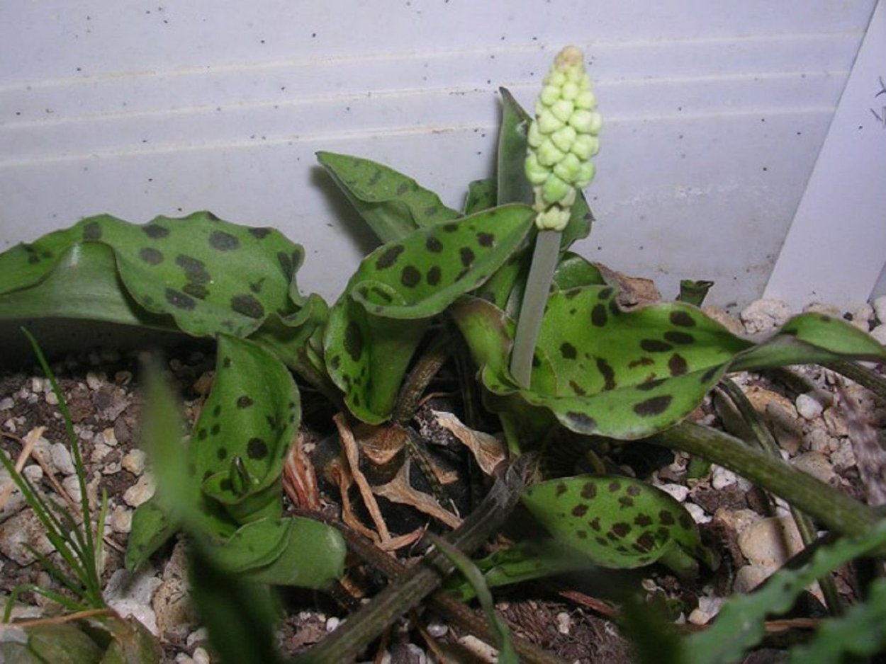 Сциндапсус Пиктус Аргуреус