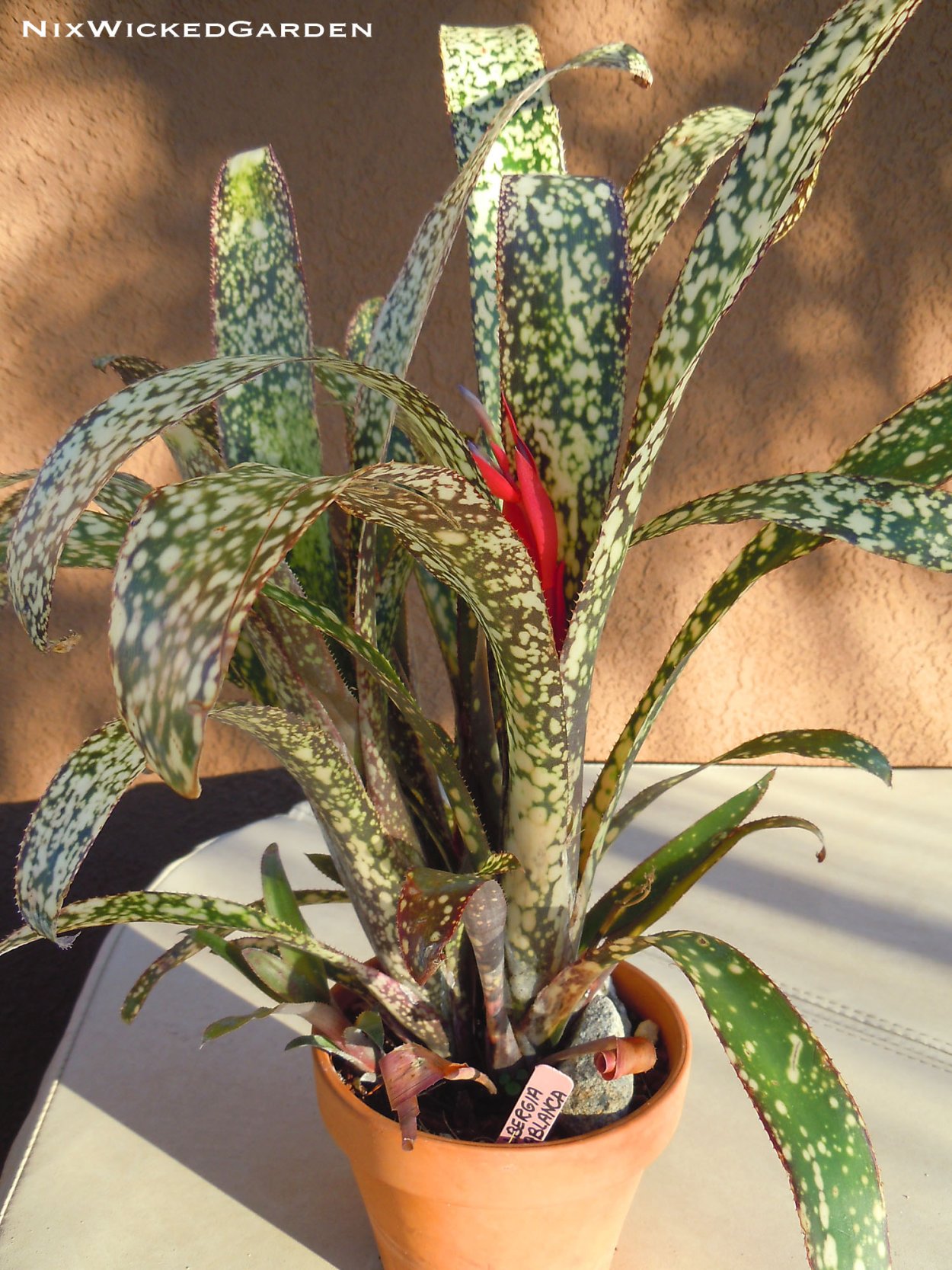 Бильбергия 2 сорт