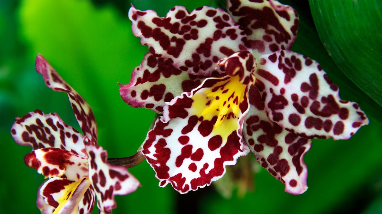 Спатифиллум вариегатный Пикассо