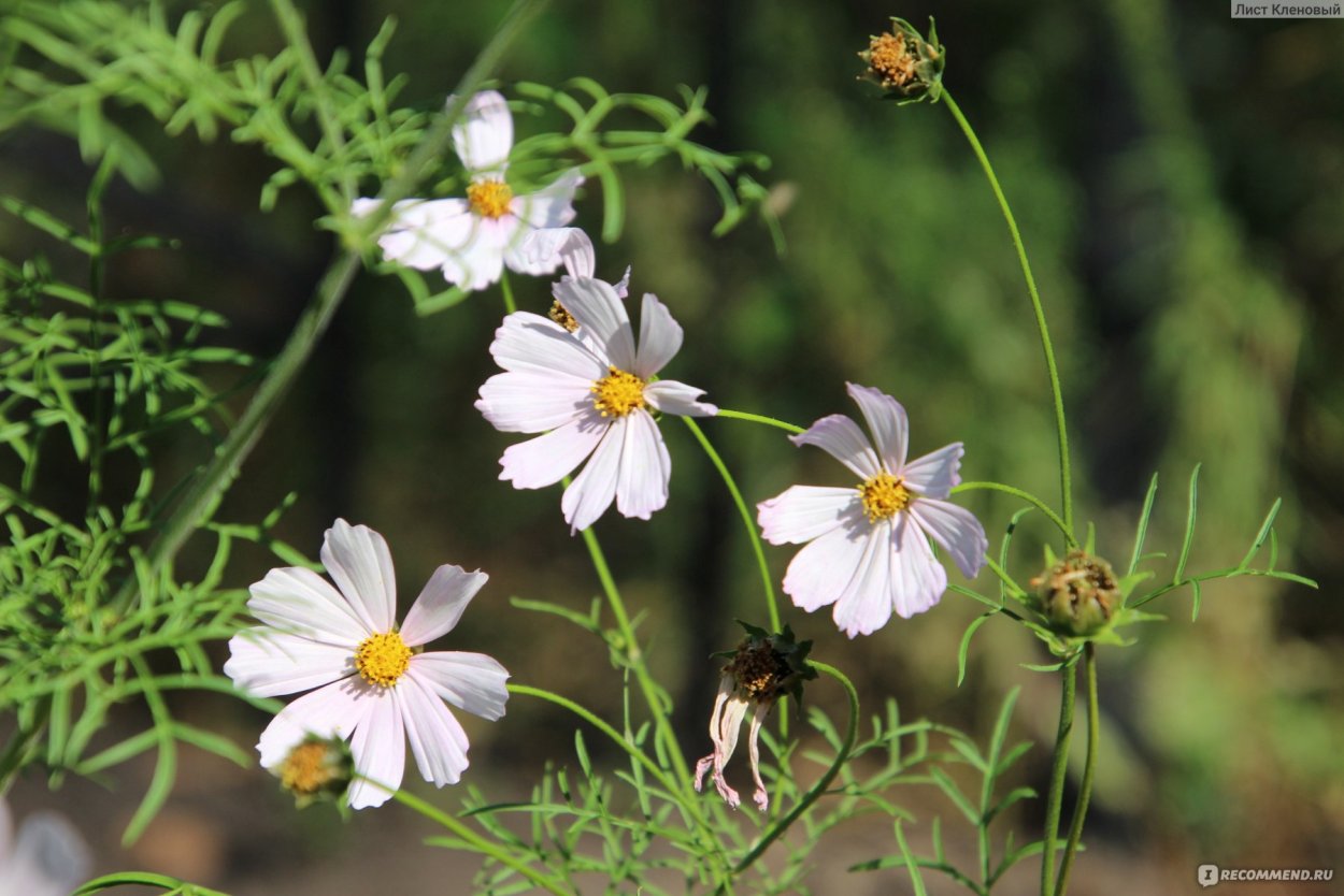 Космея сладкие грезы