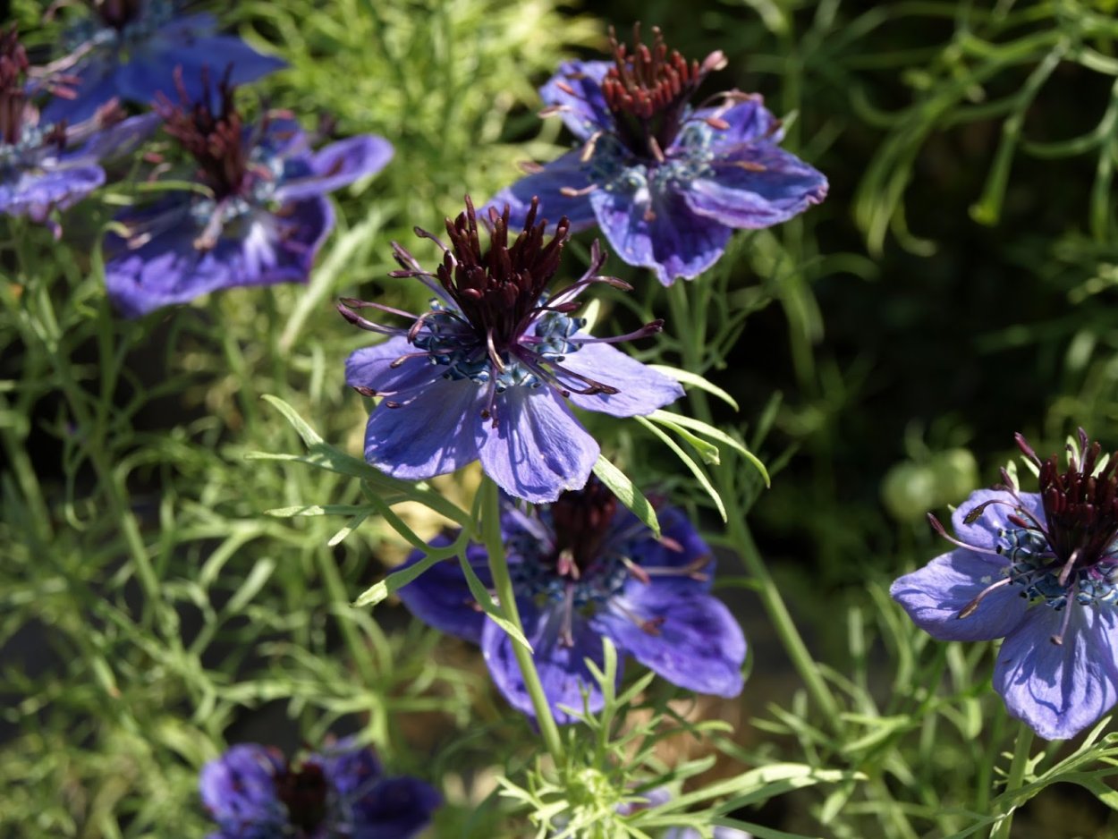 Nigella integrifolia gerberiy