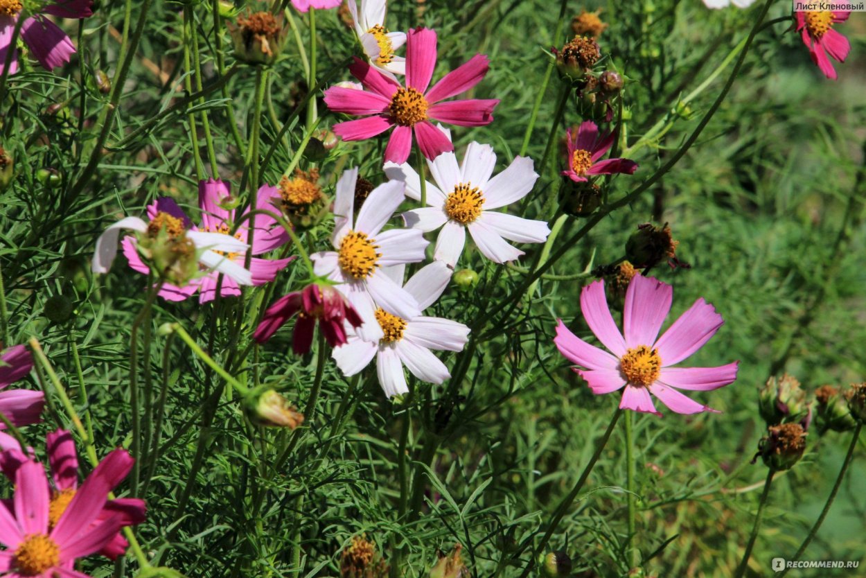 Космея сладкие грезы
