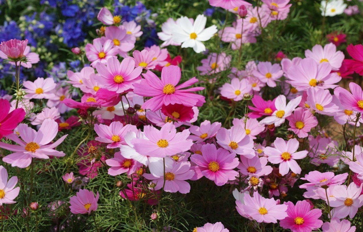 Однолетники космея