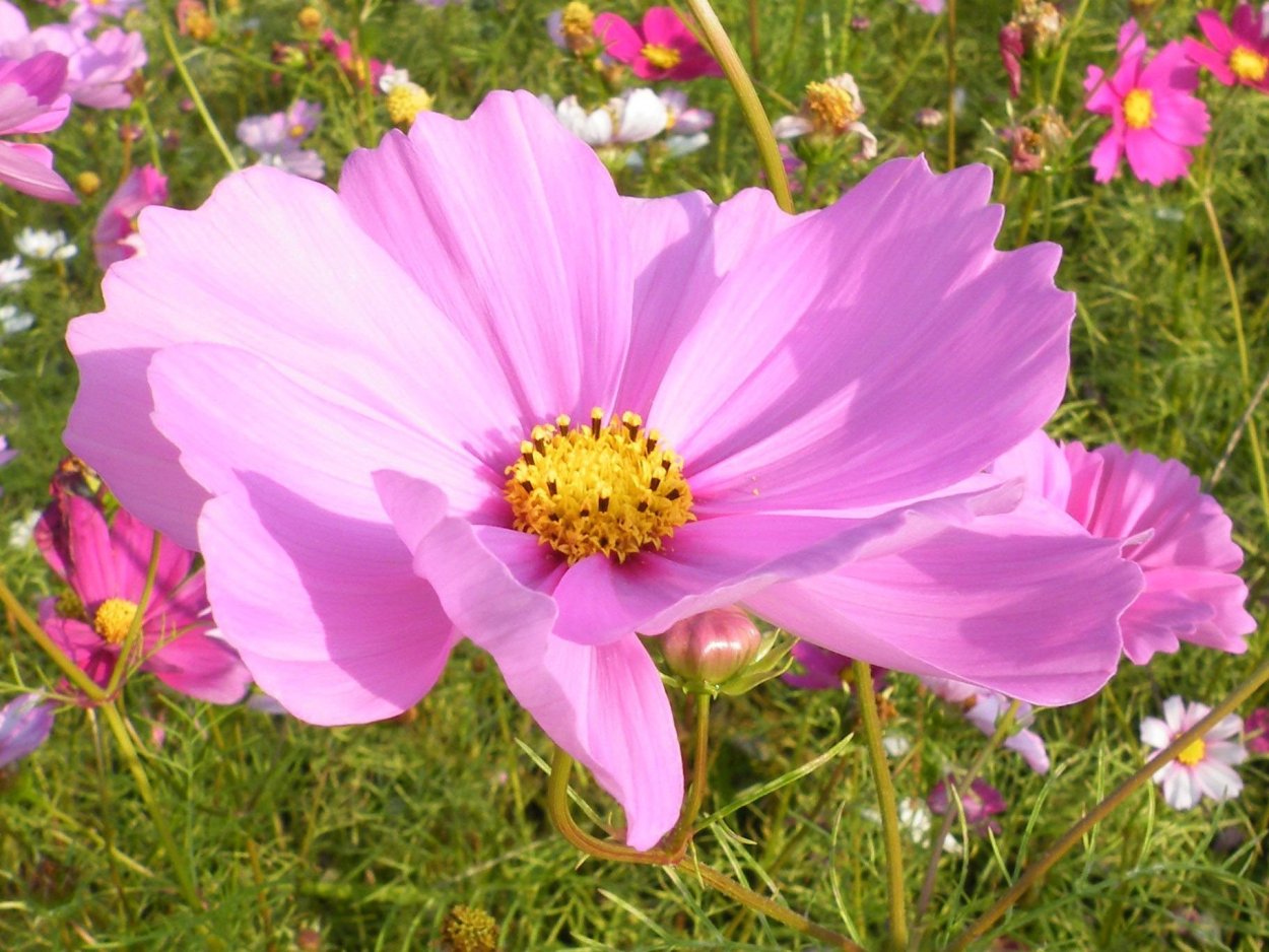 Космея сенсация