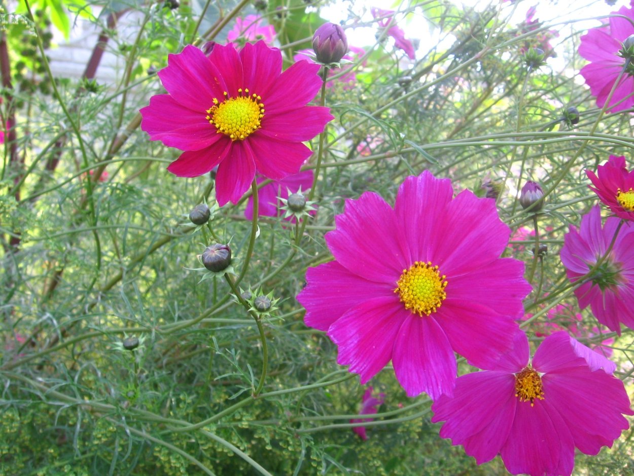 Цветок нерасчесанная Барыня