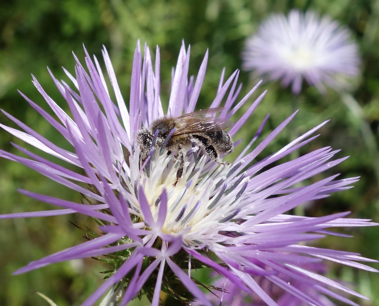 Расторопша мед