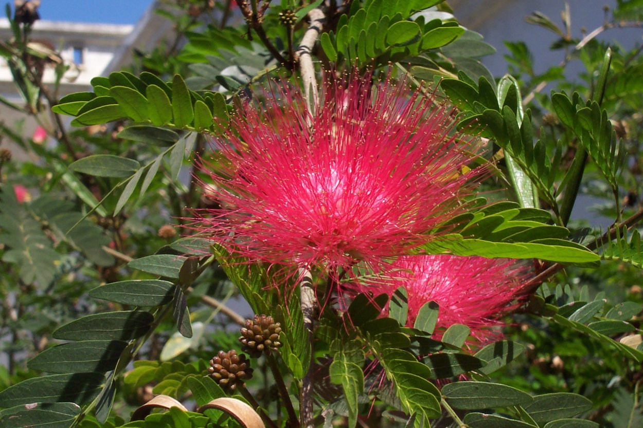 Растения Индии