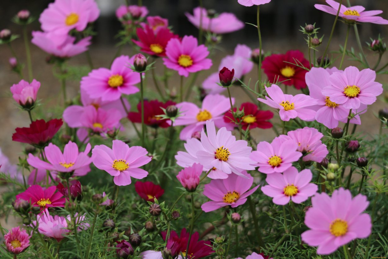 Космея розовая