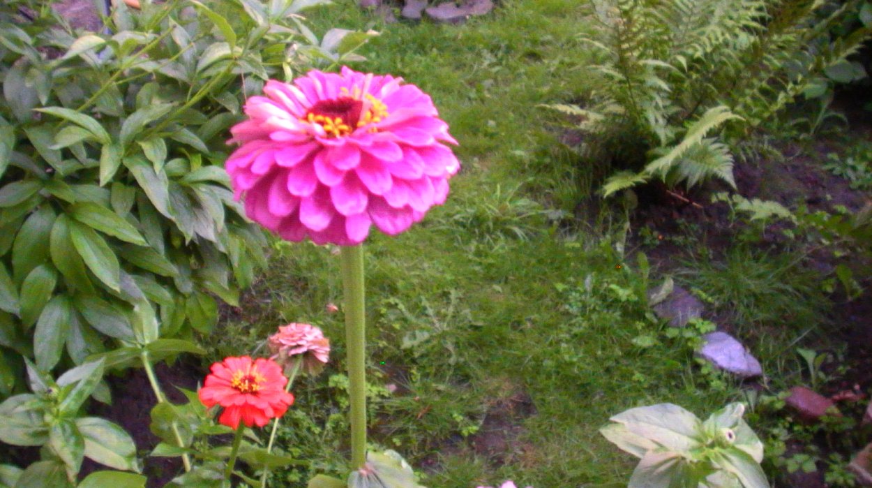 Цветы Барыня