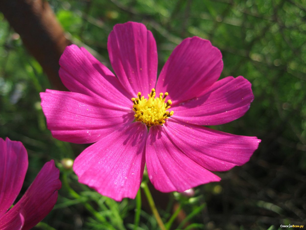 Космея Аполло кармин