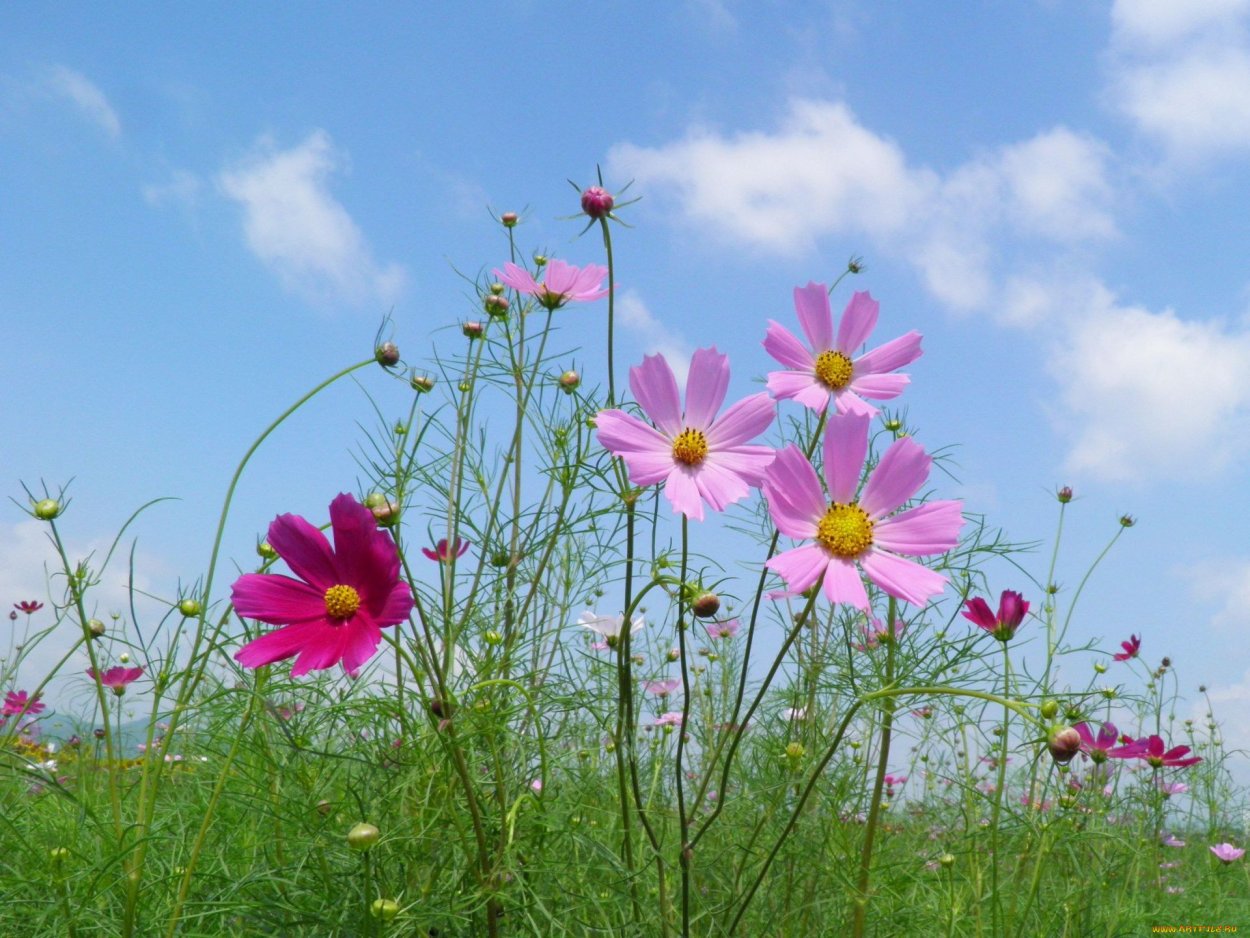 Космея стебель