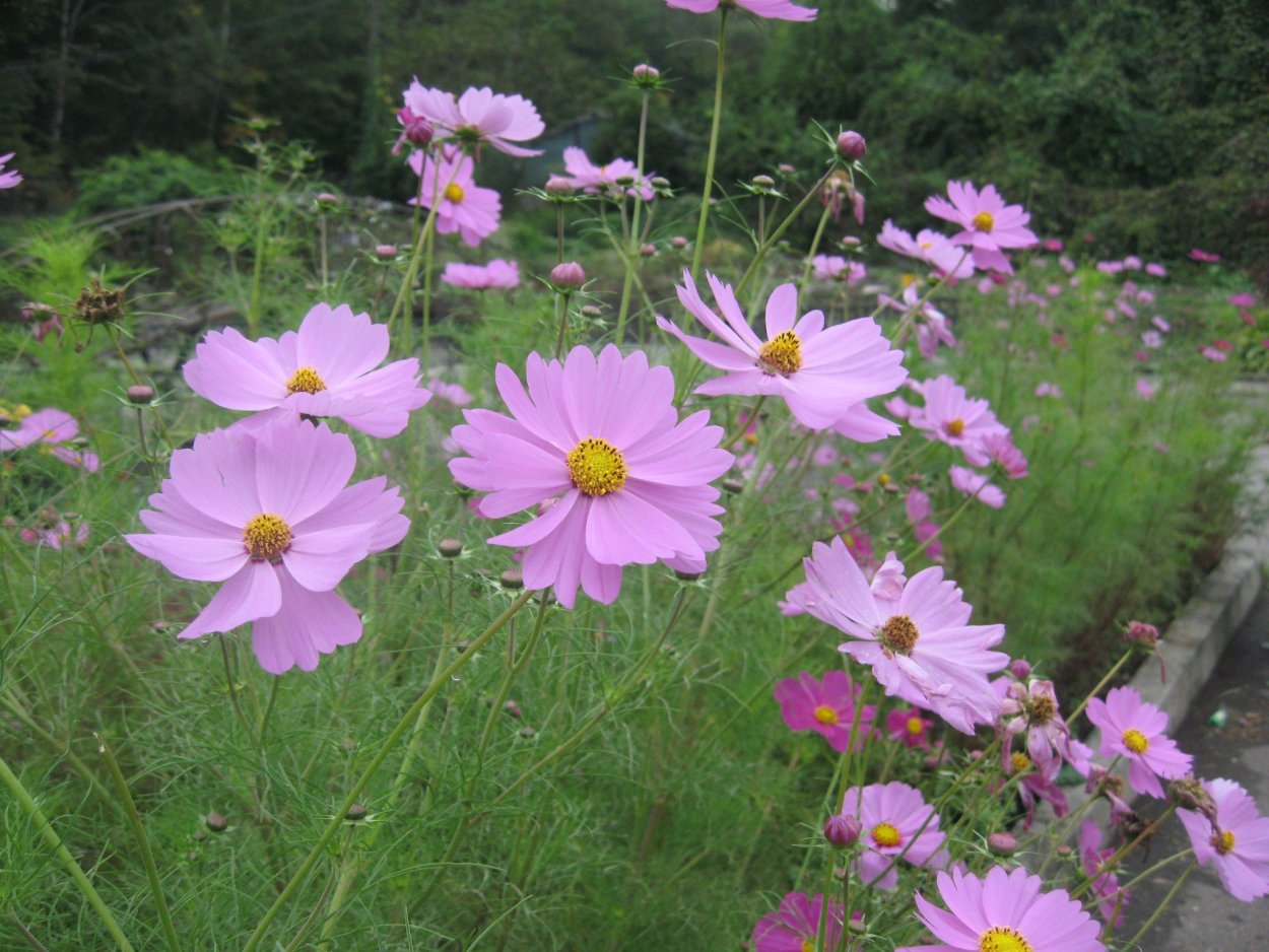 Космея дваждыперистая (Cosmos bipinnatus)