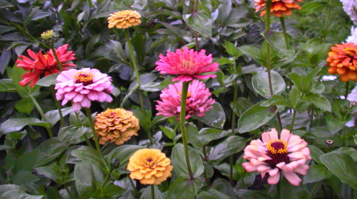 Цветок Барыня махровая