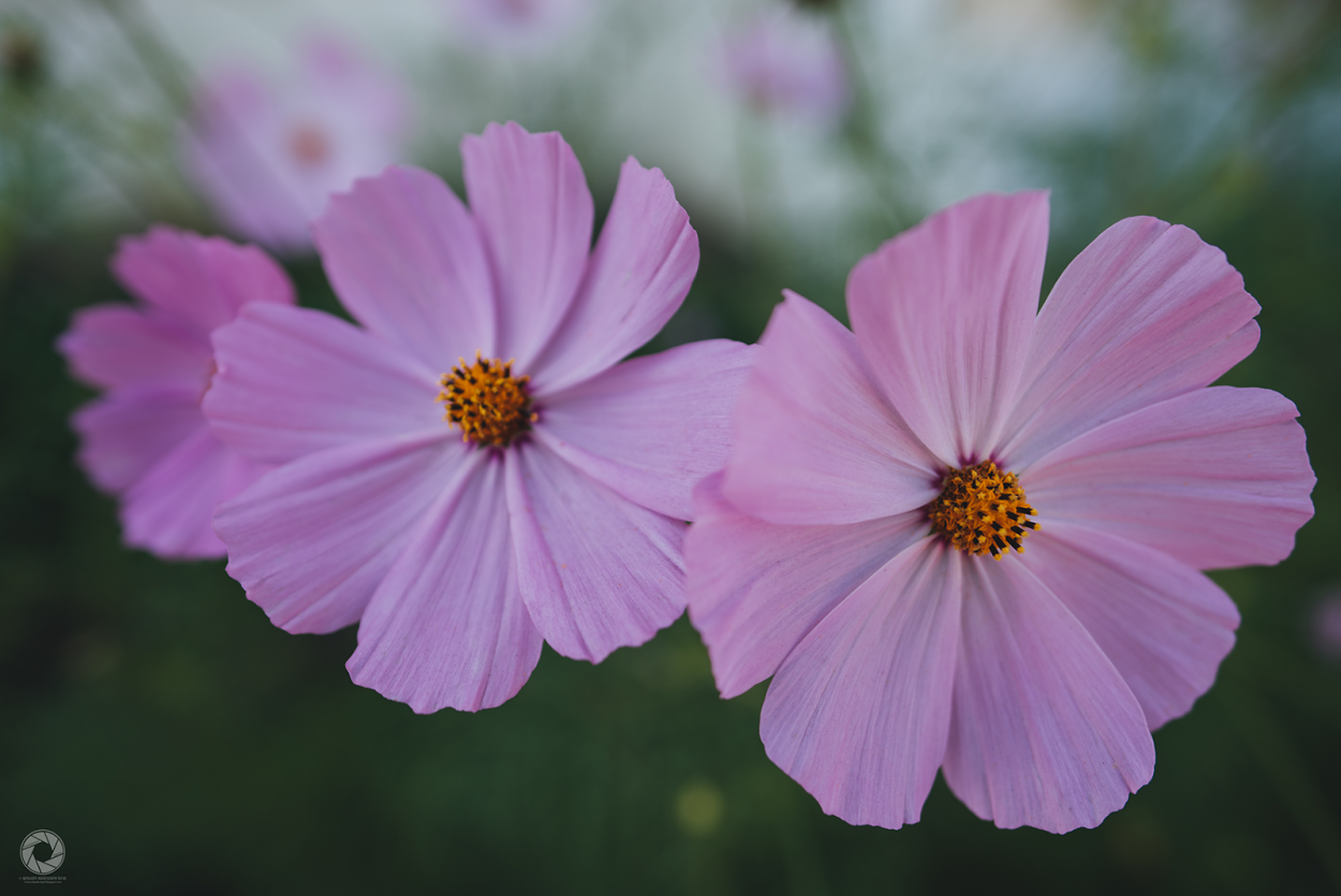 Космея глиссандо