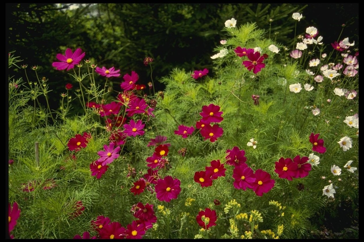 Космея на клумбе