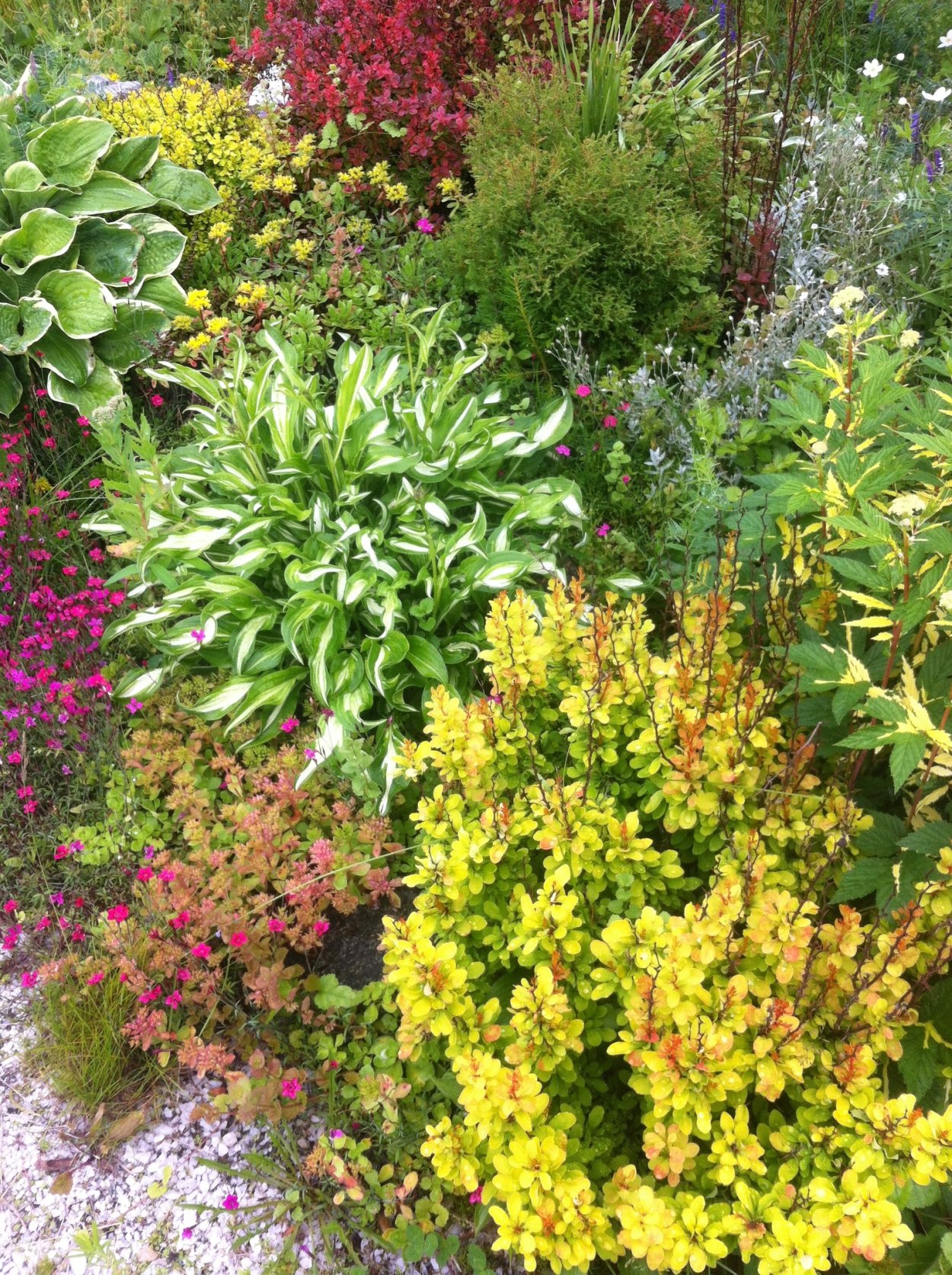 Клумба с барбарисом Тунберга