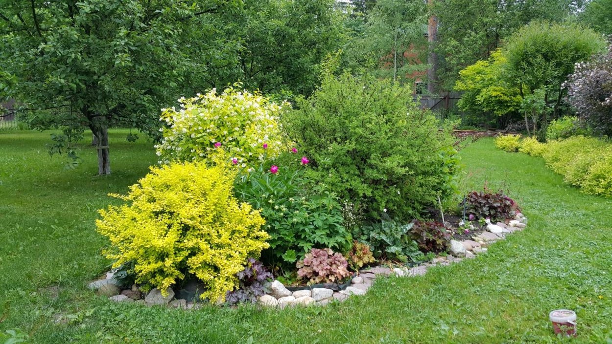 Миксбордер с можжевельником и барбарисом