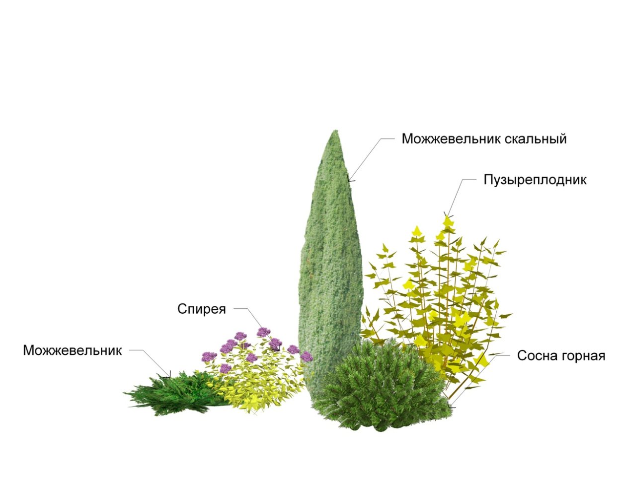 Клумба Барбарис пузыреплодник