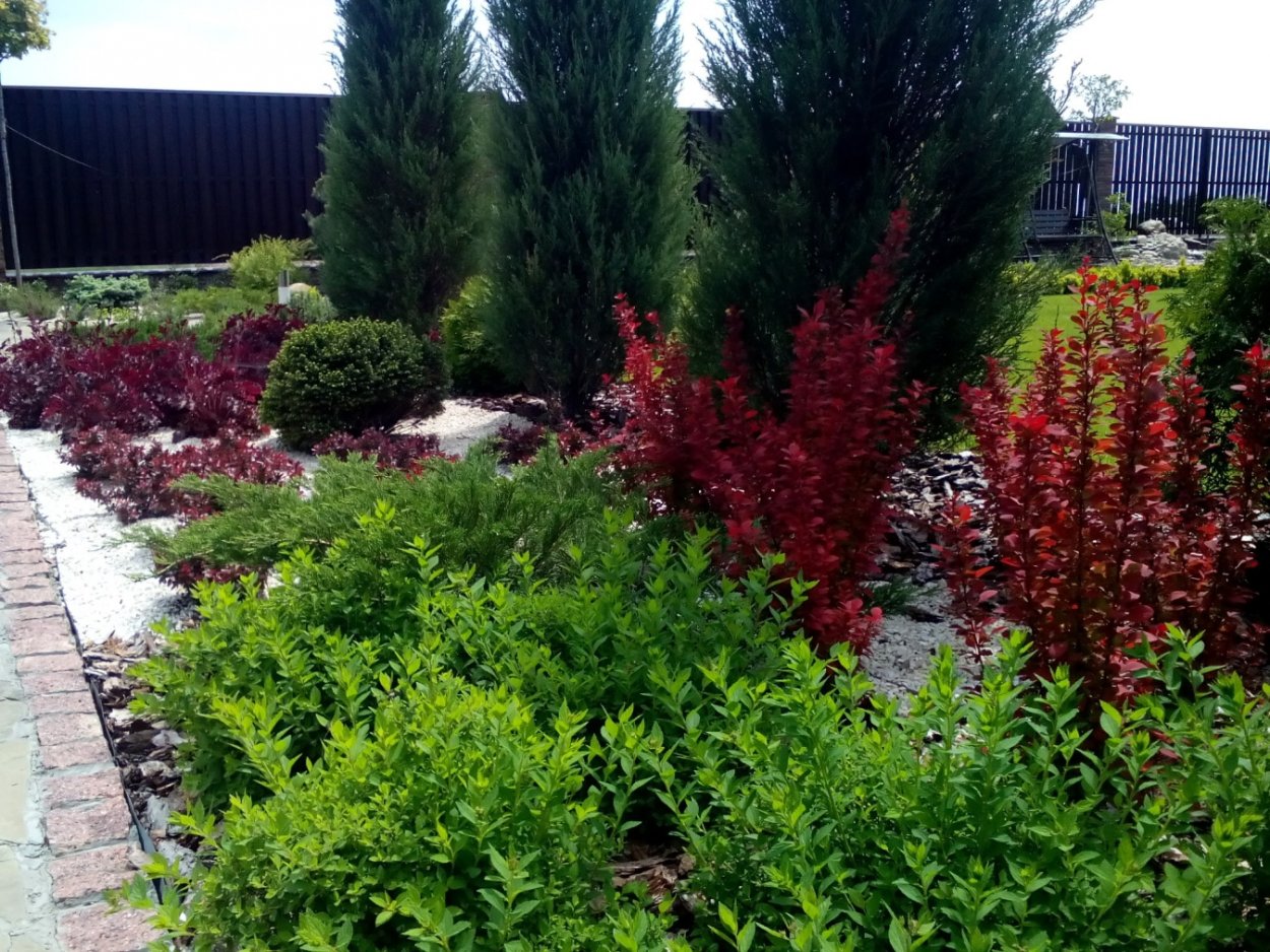 Барбарис Тунберга "Ауреа", "Мария"