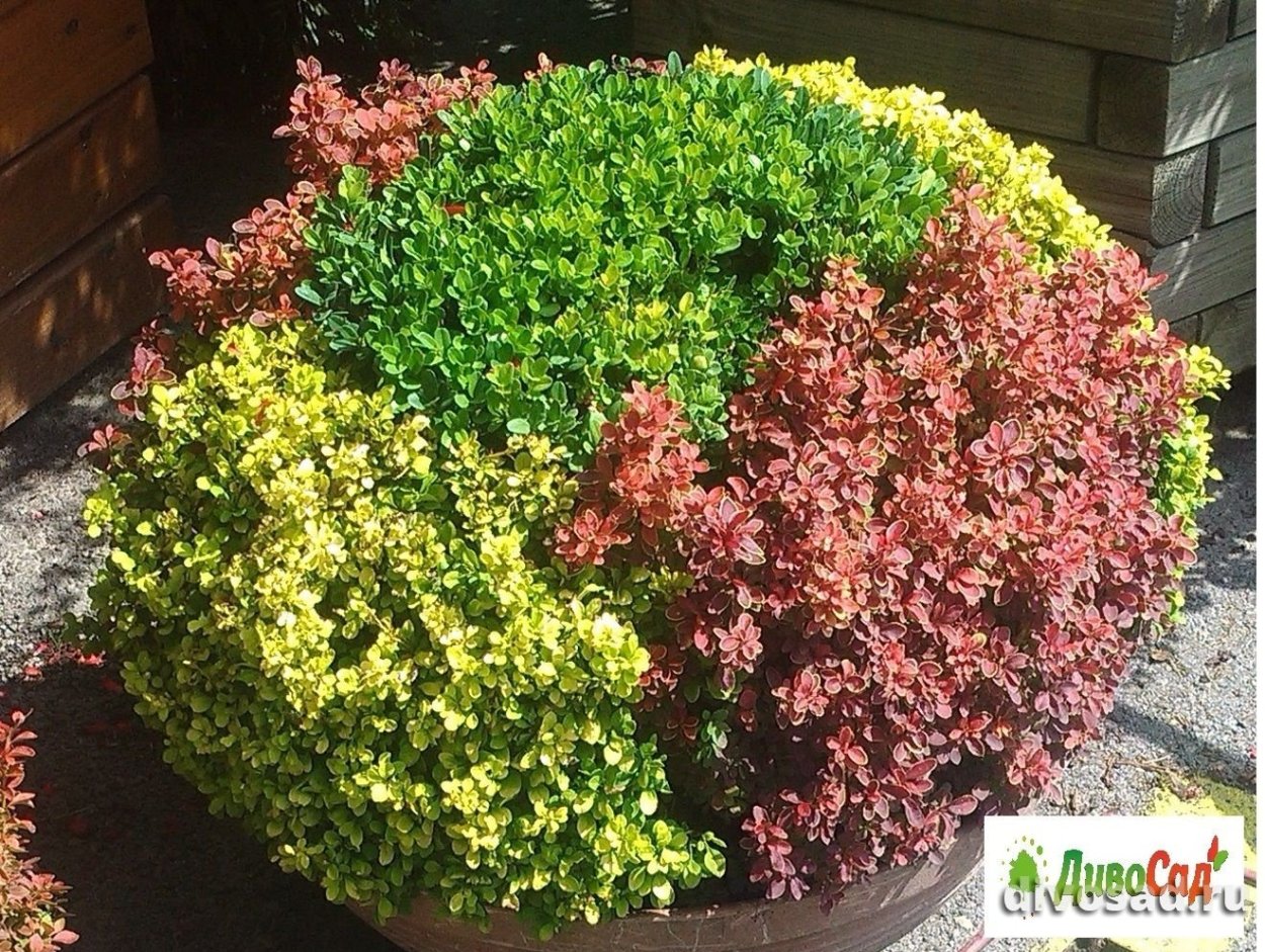 Барбарис Атропурпуреа стрижка